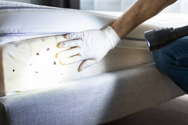 Best Cockroach Control Services  in Magnolia Springs, AL