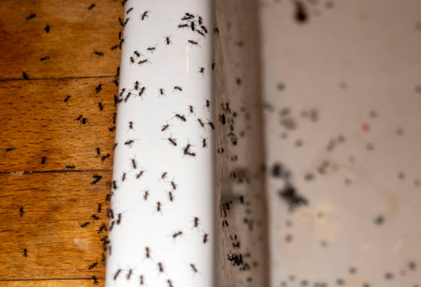 Wildlife Control Services in Magnolia Springs, AL